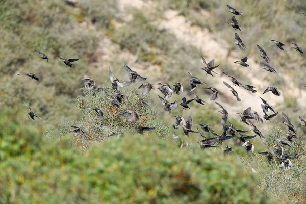 Grupo Estorninos Volando Sobre Valle Cubierto Hierba —  Fotos de Stock