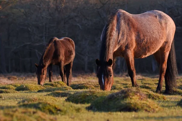 森の草原に放牧されている2頭の馬のクローズアップ — ストック写真