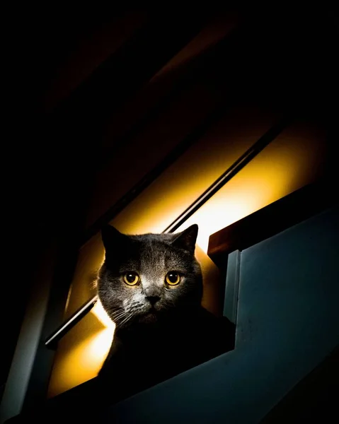 一只灰色的猫在黑暗中 背景光明 — 图库照片