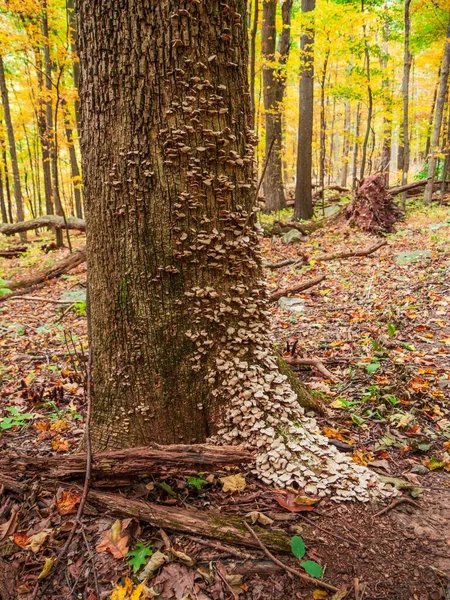 Uma Vertical Textura Tronco Árvore Capturado Uma Floresta Com Folhagem — Fotografia de Stock