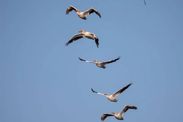 Een Groep Pelikanen Die Lucht Tegen Een Blauwe Lucht Vliegen — Stockfoto