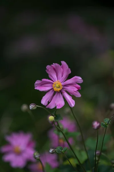 Вертикальний Знімок Фіолетової Квітки Анемони — стокове фото