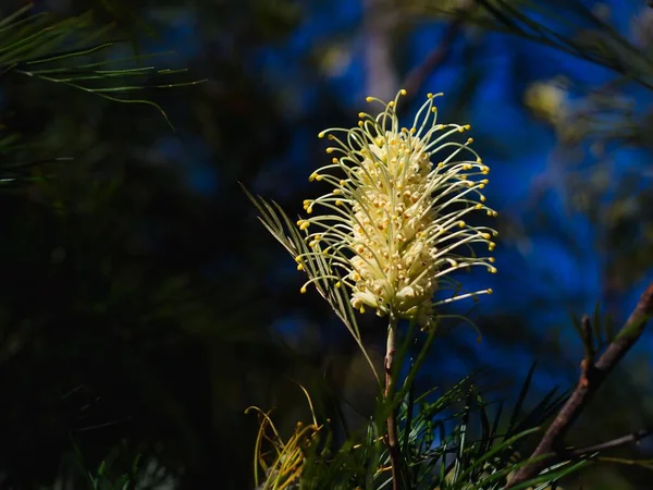 Fully Blossomed Grevillea Moonlight Closeup Blurry Background — Stock Photo, Image