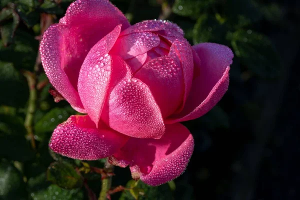 Egy Gyönyörű Virágzó Kert Magas Szögű Közelsége Rózsa Vízcseppekkel Szirmokon — Stock Fotó