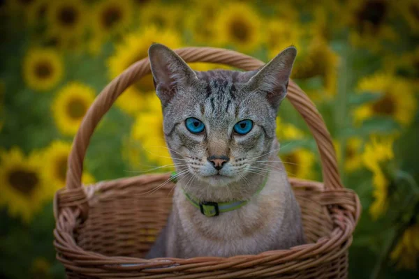 Die Katze Auf Dem Korb Mit Sonnenblumenfeld Hintergrund Nahaufnahme — Stockfoto
