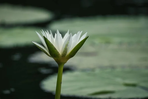 Een Verticaal Close Van Een Prachtige Heilige Lotusbloem Het Water — Stockfoto