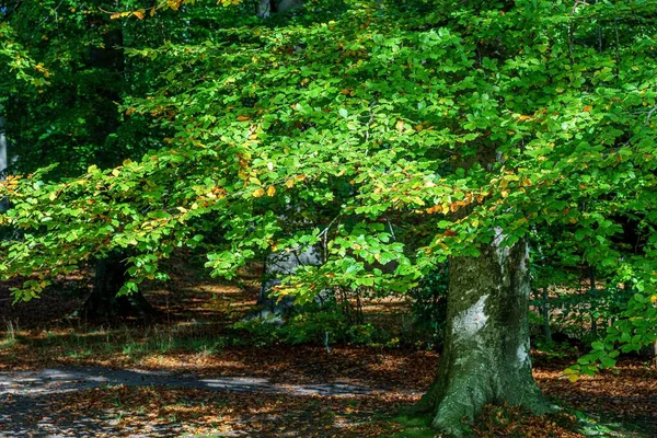 Сонячне Дерево Зеленим Листям Осінньому Листі Землі Сонячним Світлом — стокове фото