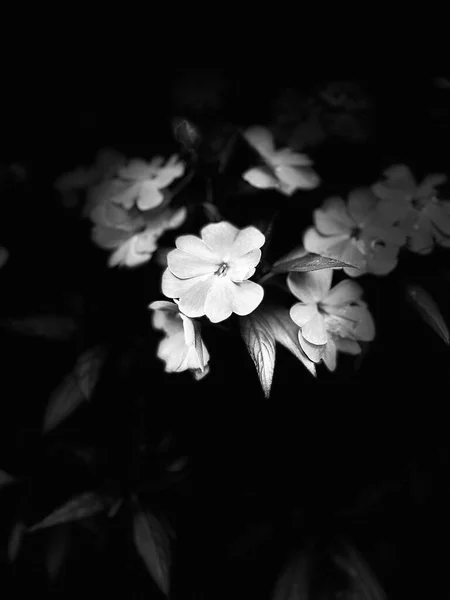 Ένα Κοντινό Πλάνο Ενός Λουλουδιού Ένα Μαλακό Θολό Φόντο — Φωτογραφία Αρχείου