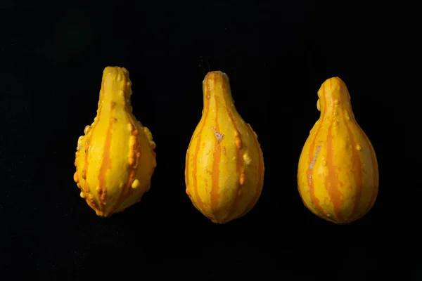 Row Bright Yellow Gourds Isolated Black Background — Stock Photo, Image
