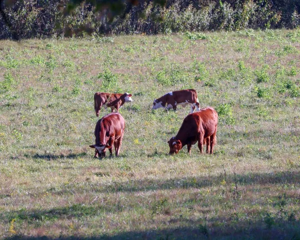 Μια Γραφική Θέα Των Αγελάδων Βόσκησης Ένα Ανοιχτό Πεδίο Μια — Φωτογραφία Αρχείου