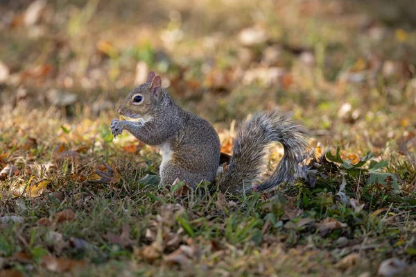 Nahaufnahme Eines Grauen Eichhörnchens Auf Einem Waldboden — Stockfoto