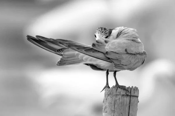 枝に小さな鳥 ひげを生やした木の剪定 灰色のショット — ストック写真