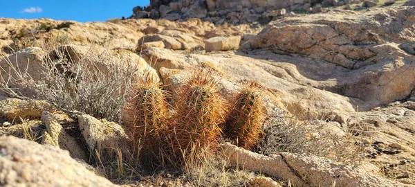 Çilek Kirpi Kaktüsünün Panoramik Hali Issız Bir Dağ Yamacında Echinocereus — Stok fotoğraf