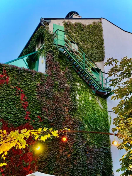 A vertical shot of a building covered in ivy plant