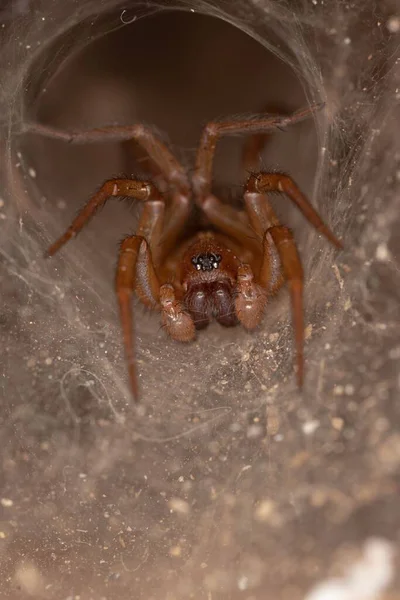 網を織っている気味の悪いクモの垂直閉鎖ショット — ストック写真