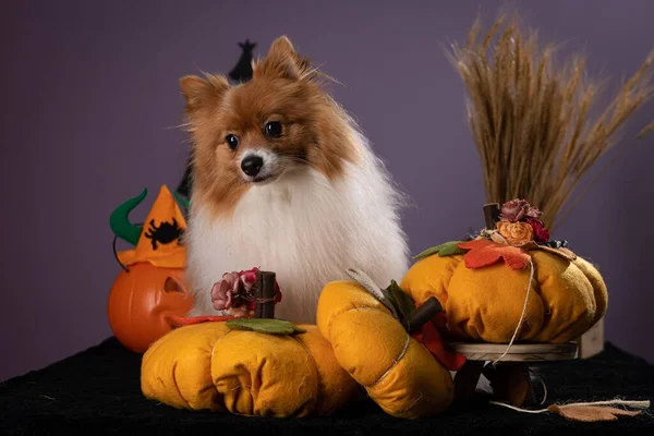 A Spitz dog in Halloween Costume