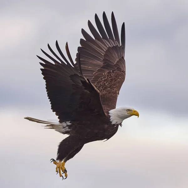 Enfoque Selectivo Poderoso Águila Calva Volando Cielo — Foto de Stock