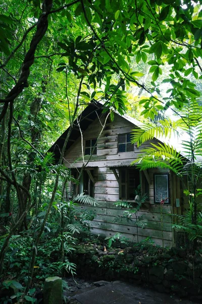 Gros Plan Une Vieille Maison Dans Forêt Dans Réserve Écologique — Photo