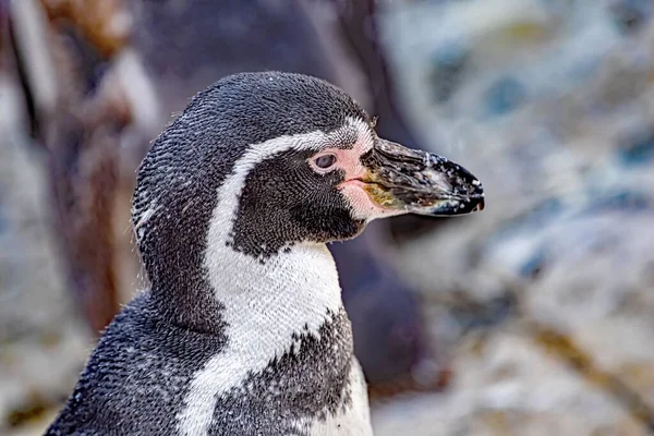 Крупный План Пингвина Изолированного Размытым Фоном — стоковое фото