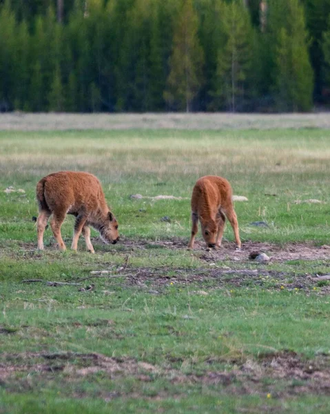 Una Vista Vertical Dos Bisontes Americanos Bebés Terneros Comiendo Hierba —  Fotos de Stock
