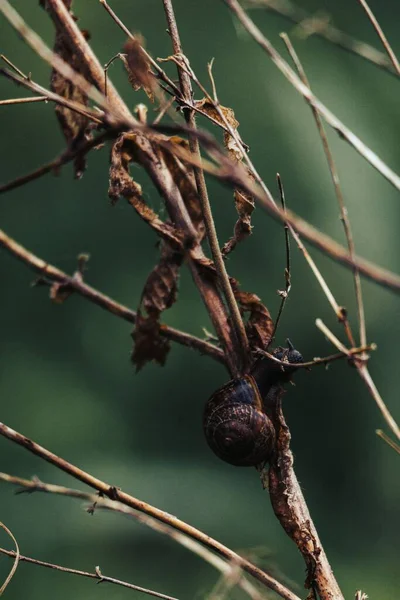 乾燥した葉を持つ植物のカタツムリの垂直ショット — ストック写真