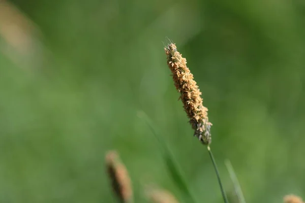 フィールド内の草原の尾またはアロペクルスPratensis クローズアップ — ストック写真
