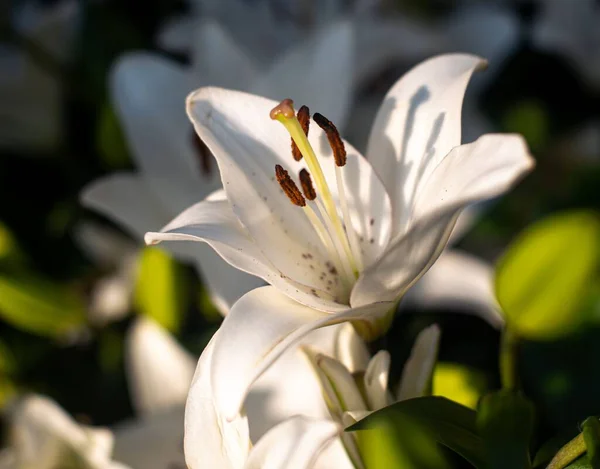 Zbliżenie Cudownych Kwiatów Ogrodzie Botanicznym Wuhan Pod Jasnym Słońcem — Zdjęcie stockowe