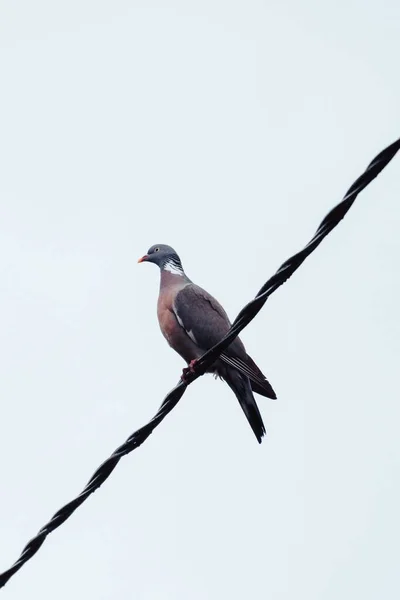 Plan Vertical Pigeon Des Bois Commun Perché Sur Câble — Photo