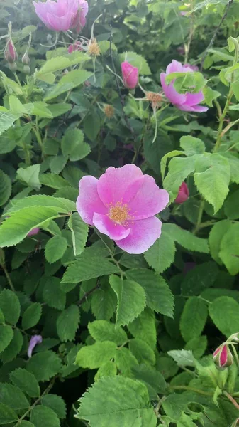 Pionowy Strzał Kłującej Dzikiej Róży Rosa Acicularis Wśród Zielonych Liści — Zdjęcie stockowe
