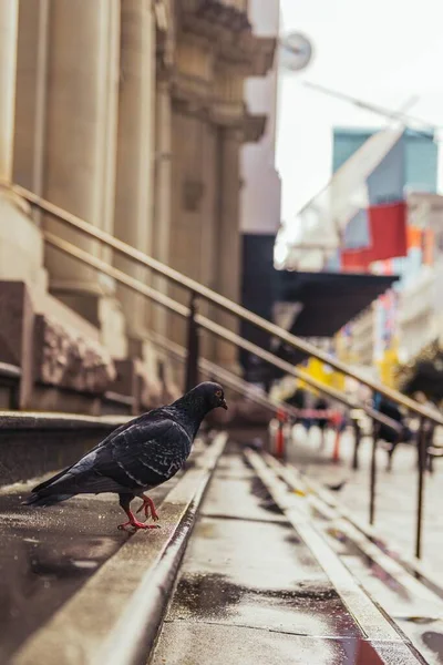Eine Vertikale Aufnahme Der Taube Auf Der Straße Der Innenstadt — Stockfoto