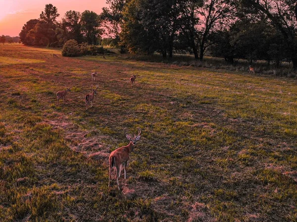 Ein Schönes Feld Mit Weißschwanzhirschen Odocoileus Virginianus Die Bei Sonnenuntergang — Stockfoto