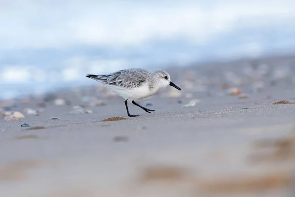 Вибірковий Фокус Птаха Трьома Пальцями Який Шукає Їжу Пляжі — стокове фото