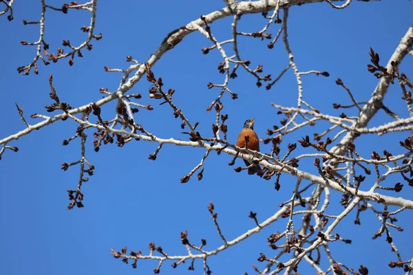 Låg Vinkel Skott Vacker Robin Fågel Sittande Ett Körsbärsträd Blomma — Stockfoto