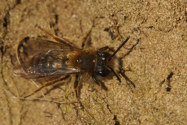 Λεπτομερής Κοντινό Ένα Αρσενικό Της Πρώιμης Αναδυόμενης Μέλισσας Εξόρυξης Clarke — Φωτογραφία Αρχείου