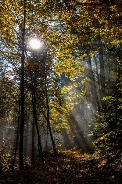 Uma Bela Vista Luz Solar Reflexão Sobre Árvores Amarelas Floresta — Fotografia de Stock