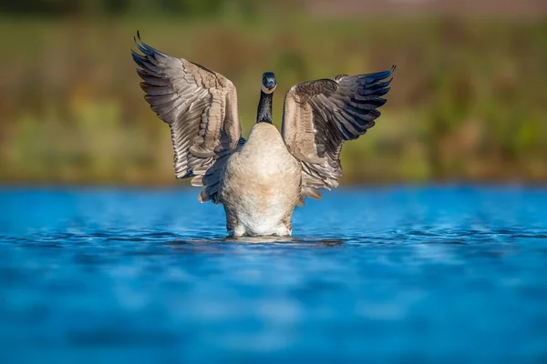 加拿大鹅降落在蓝色湖上的美丽镜头 — 图库照片