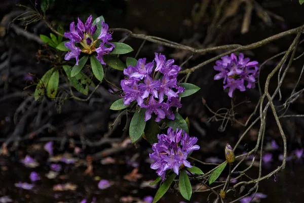 美しい紫色のツツジの群生 — ストック写真