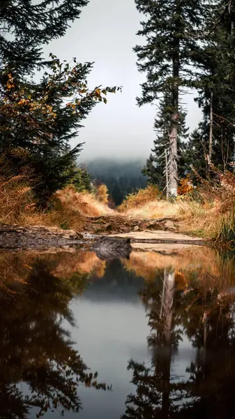 霧深い森の中の川の垂直ショット — ストック写真