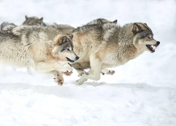 A closeup of a pack of wolves running on snow