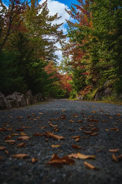 阿卡迪亚国家公园的一条秋天小路 — 图库照片