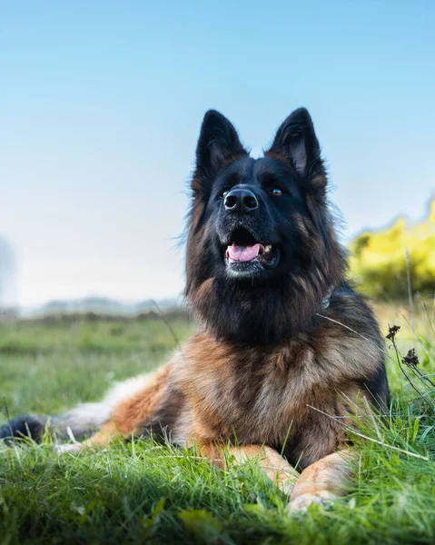 Een Verticaal Schot Van Een Duitse Herder Hond Met Een — Stockfoto