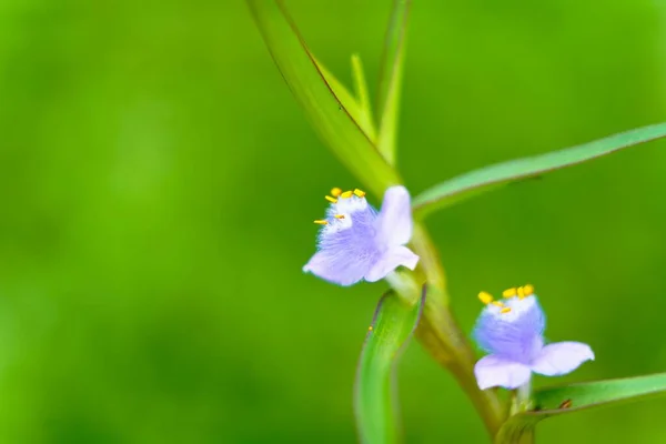 Detailní Záběr Květiny Cyanotis Axillarisin Rozmazaným Pozadím — Stock fotografie