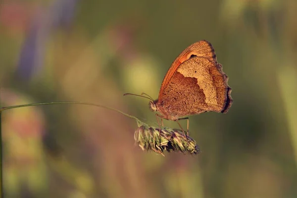 Ein Selektiver Fokus Eines Braunen Schmetterlings — Stockfoto