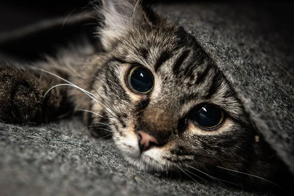 Eine Nahaufnahme Einer Niedlichen Kleinen Grauen Katze — Stockfoto