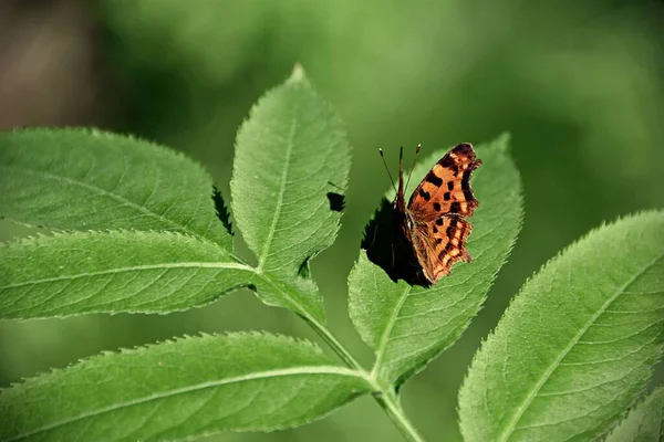 Une Focalisation Sélective Papillon Virgule Sur Une Plante — Photo