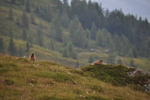 Las Lindas Marmotas Alpinas Descansando Sobre Hierba Los Alpes Con —  Fotos de Stock