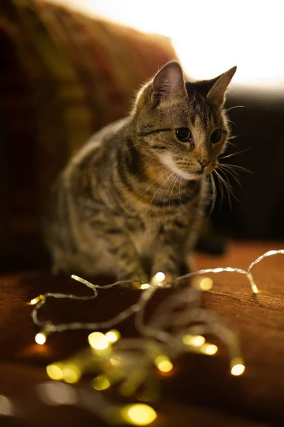 一张有圣诞灯的可爱条纹斑斑猫的垂直照片 — 图库照片