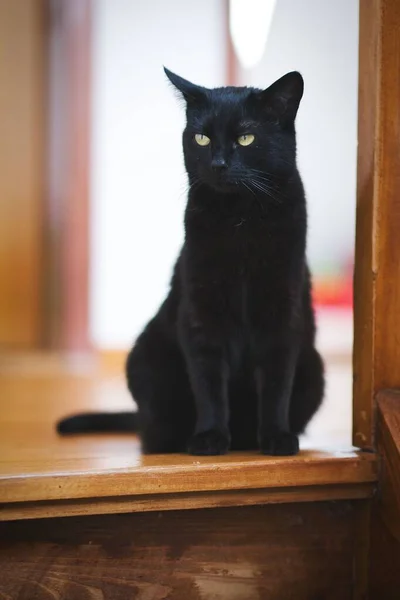 Χαριτωμένη Μαύρη Γάτα Κάθεται Στο Ξύλινο Τραπέζι Κάθετα — Φωτογραφία Αρχείου