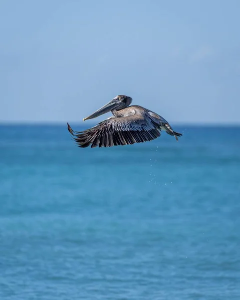 空中を飛んでいる茶色のペリカンの垂直ショット — ストック写真