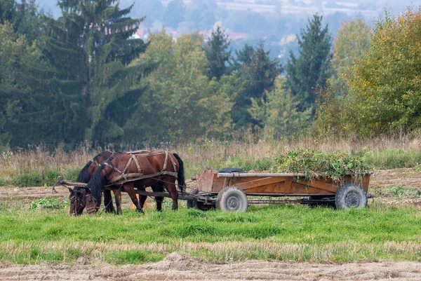 Vozík Tažený Dvěma Koňmi Poli — Stock fotografie